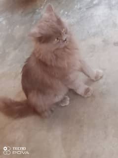 male cat sale urgent