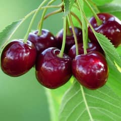 Cherry Seeds Available (imported Quality)