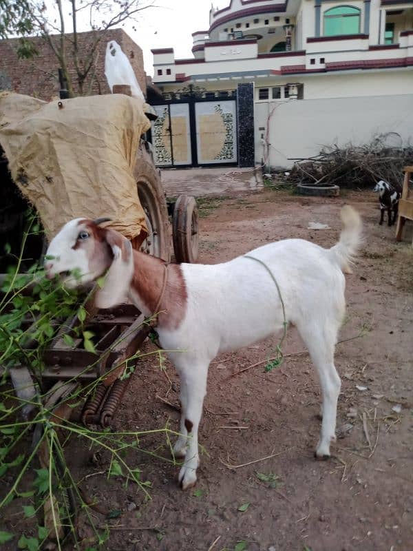 DASI GOAT FOR SALE 0