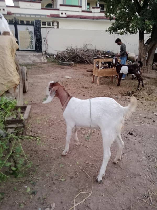 DASI GOAT FOR SALE 1