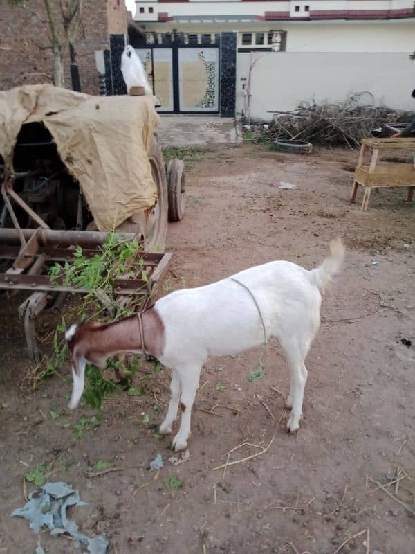 DASI GOAT FOR SALE 2