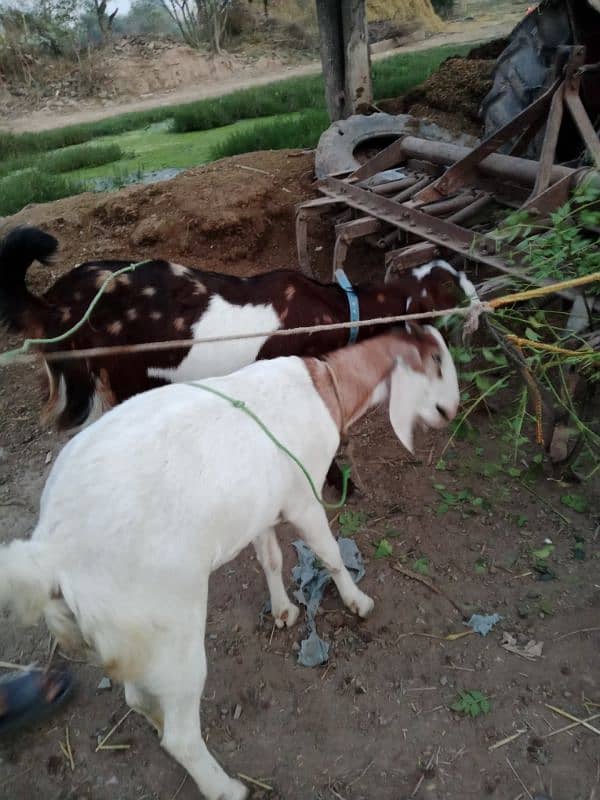 DASI GOAT FOR SALE 3