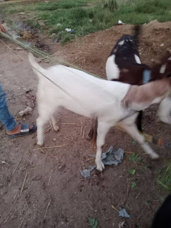 DASI GOAT FOR SALE 4