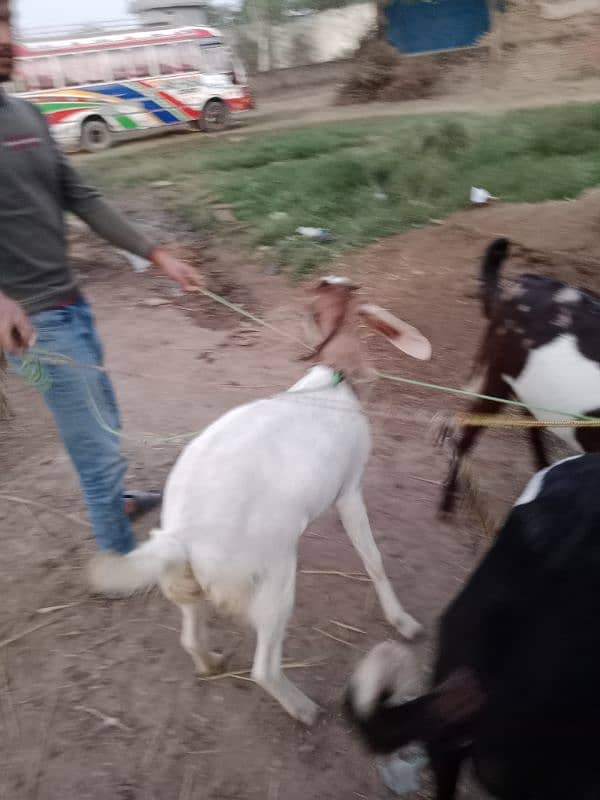 DASI GOAT FOR SALE 5