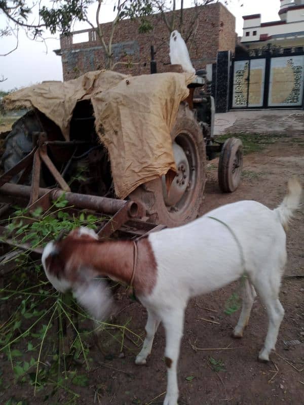 DASI GOAT FOR SALE 6