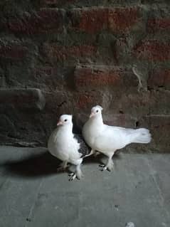 Pigeon pair