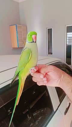 Hand tame parrots