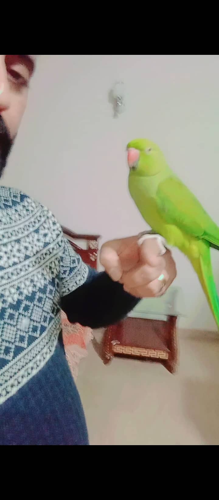 Hand tame parrots 1