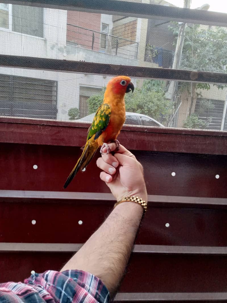 Hand tame parrots 2