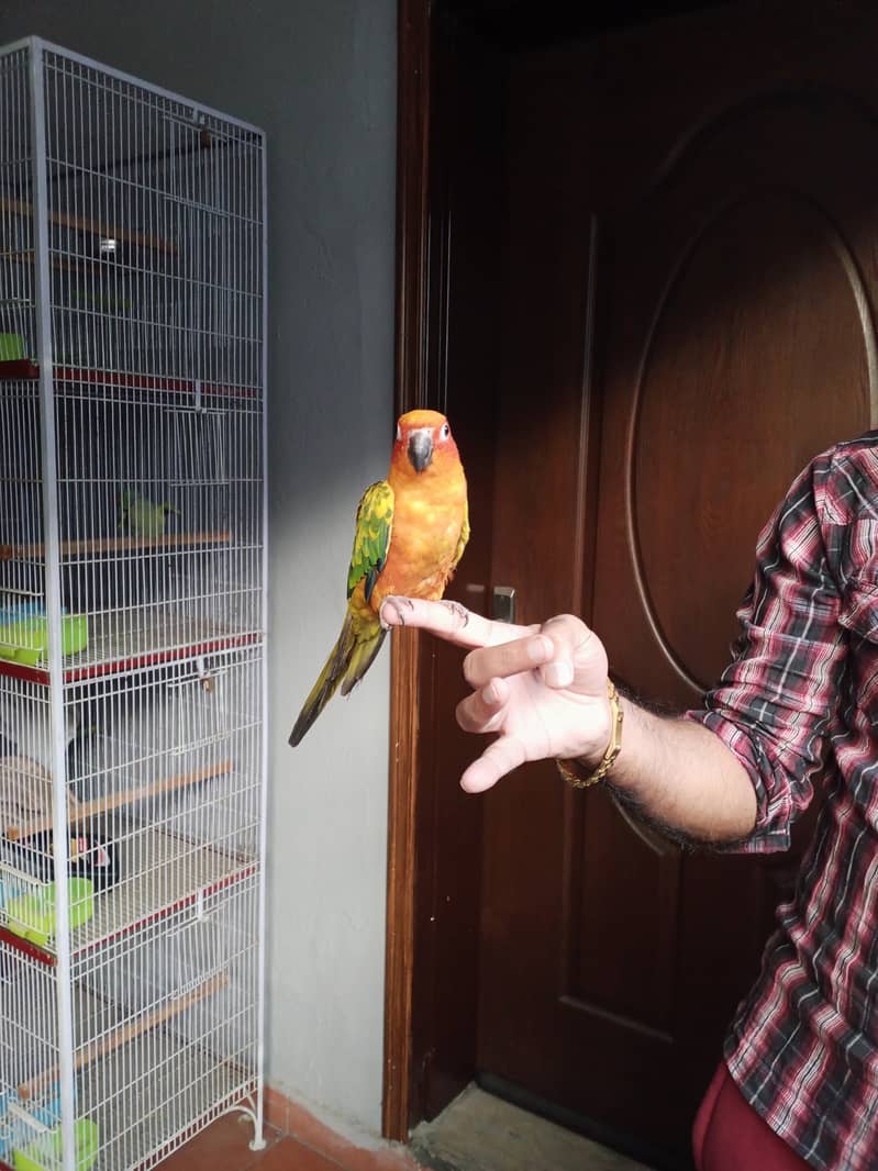 Hand tame parrots 4