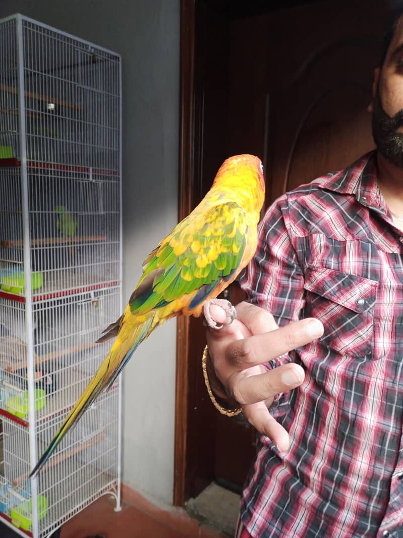 Hand tame parrots 5