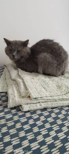 Long Hair Persian Cat