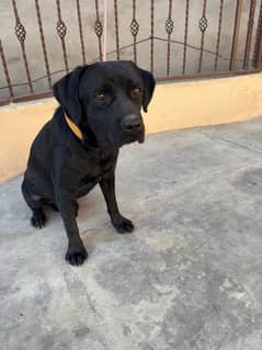 british labrador retriever pedigree male sale nd stud