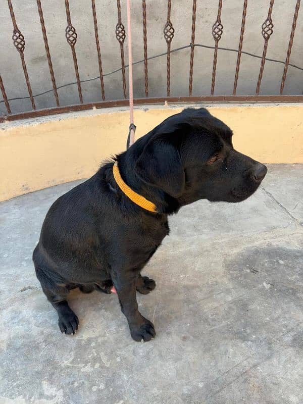 british labrador retriever pedigree male sale nd stud 2