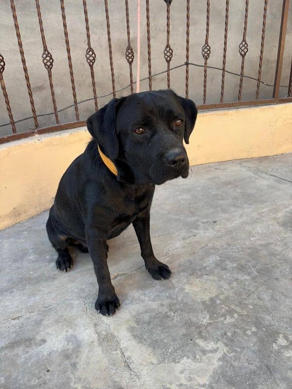 british labrador retriever pedigree male sale nd stud 3