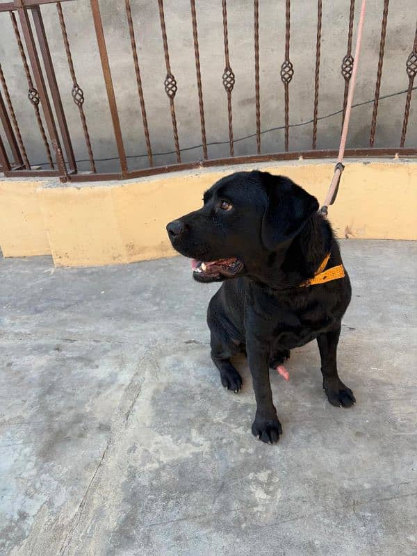 british labrador retriever pedigree male sale nd stud 6