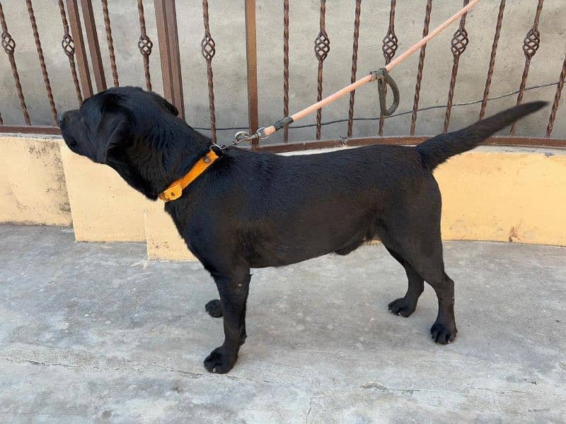 british labrador retriever pedigree male sale nd stud 7