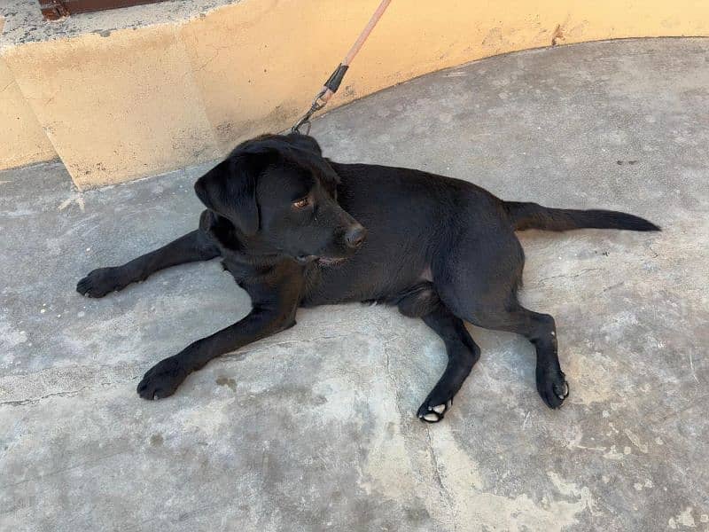 british labrador retriever pedigree male sale nd stud 8