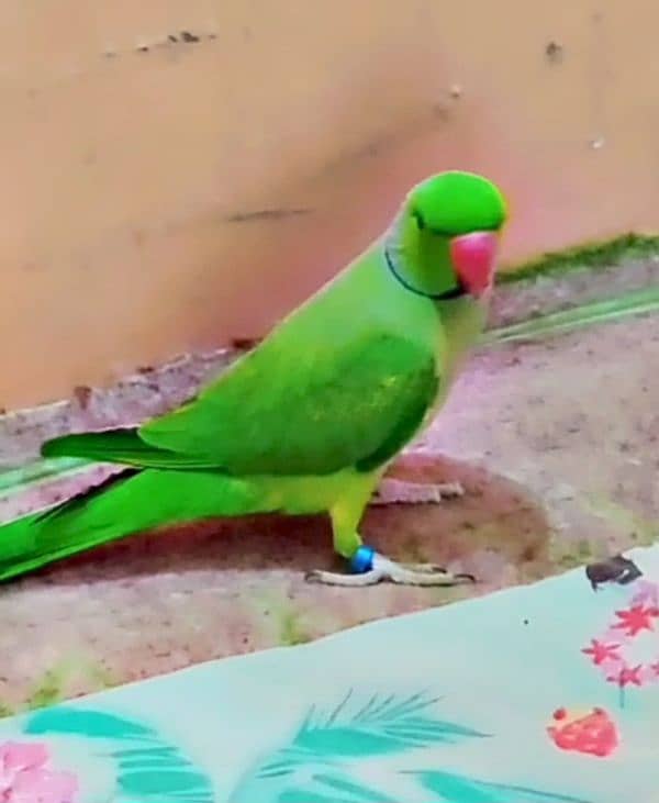 green parrot male hand time talking face to face 0