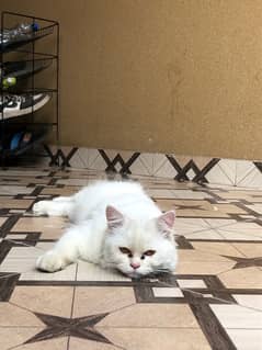 persian cat