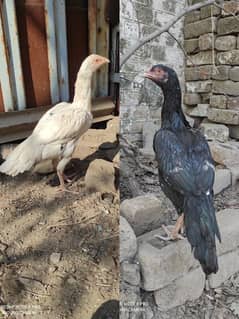 Two Aseel female pathi for sale