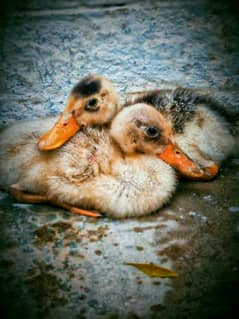 Ducks Pair