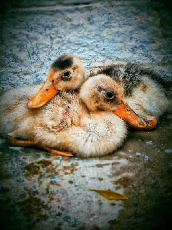 Ducks Pair 0