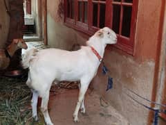 teddy Goat / Bakra / teddy /white teddi bakra / بکری  / goat