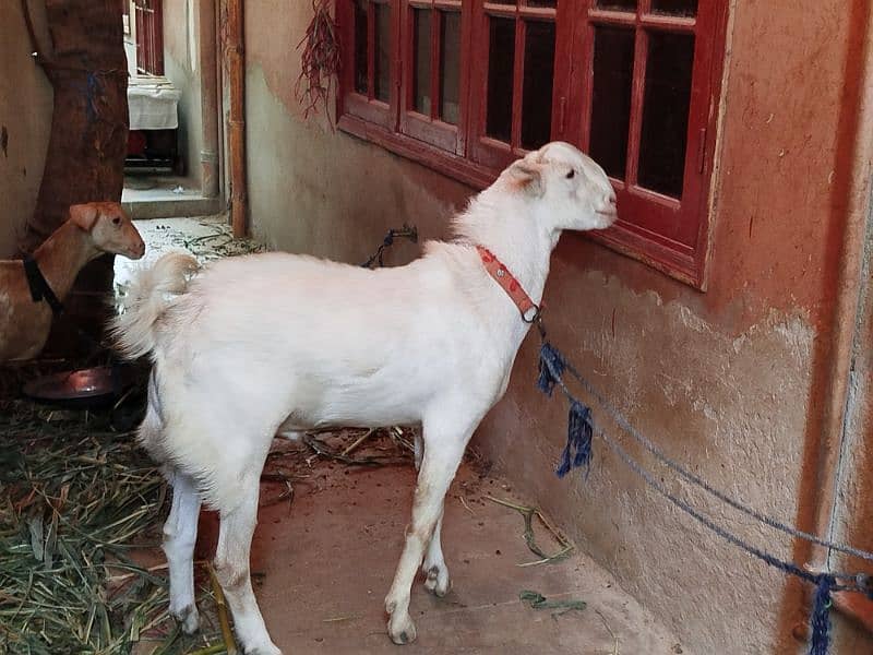 teddy Goat / Bakra / teddy /white teddi bakra / بکری  / goat 0