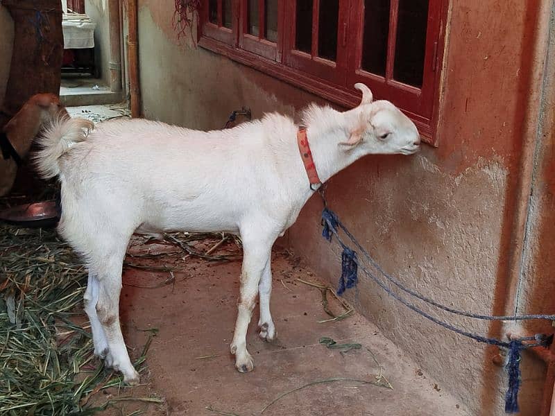 teddy Goat / Bakra / teddy /white teddi bakra / بکری  / goat 1