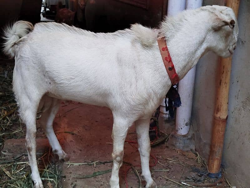 teddy Goat / Bakra / teddy /white teddi bakra / بکری  / goat 2