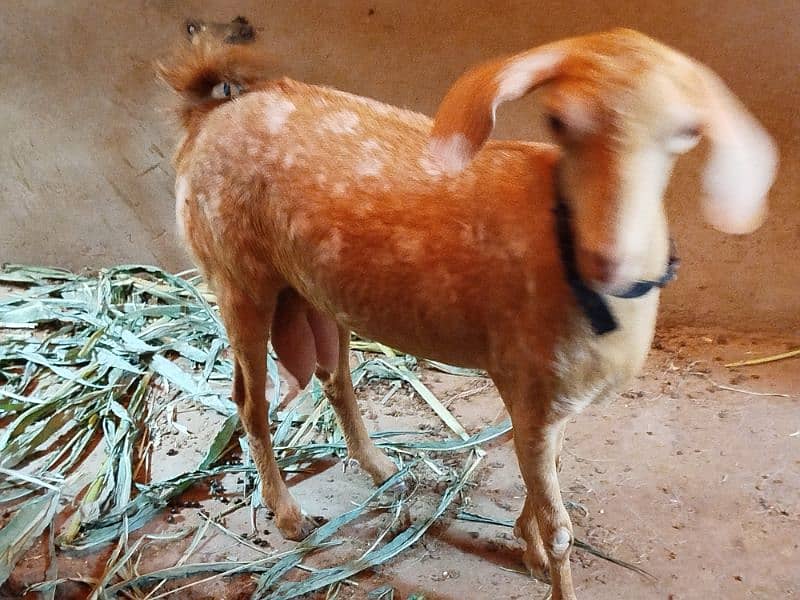 teddy Goat / Bakra / teddy /white teddi bakra / بکری  / goat 3