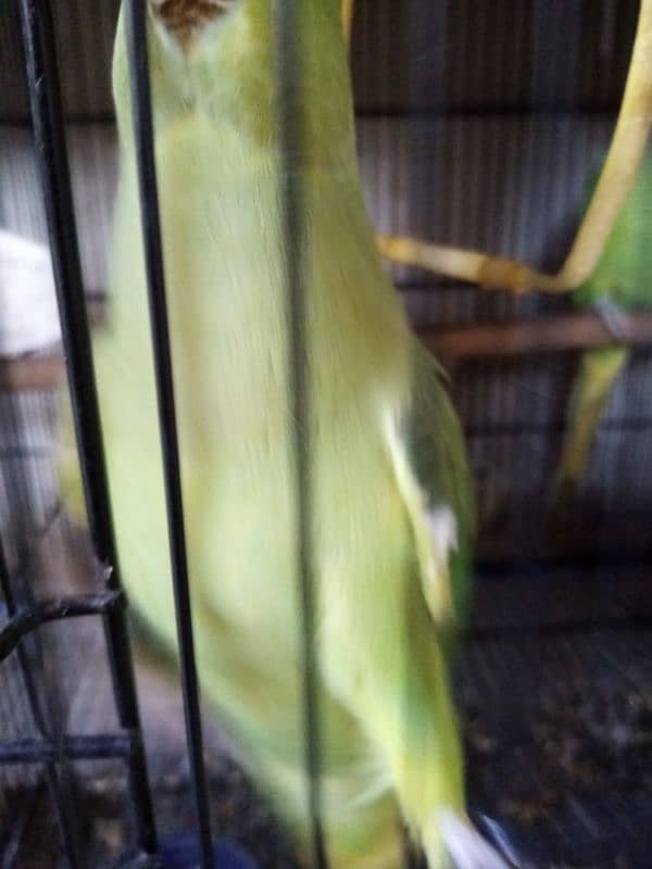 Green parrot urf mitho 2