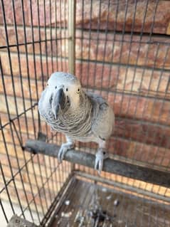 African Grey Parrot