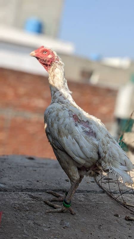 Heera pair and chick for sale 0