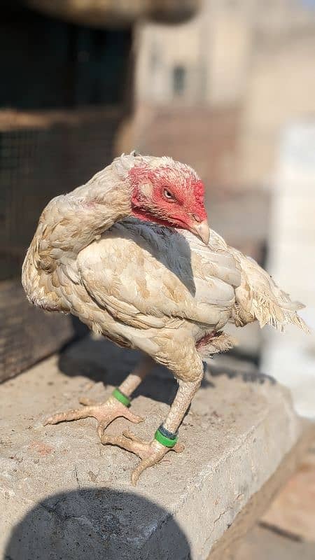 Heera pair and chick for sale 3