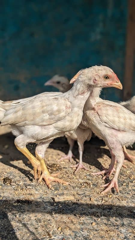 Heera pair and chick for sale 11