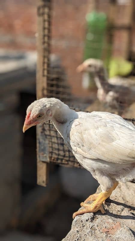 Heera pair and chick for sale 13