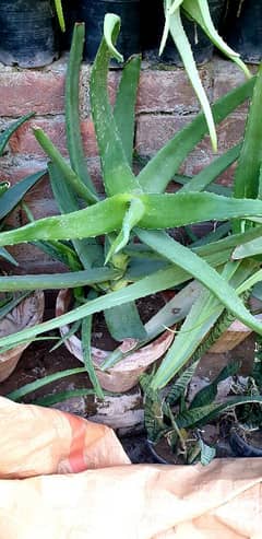 aloe vera plants for sale