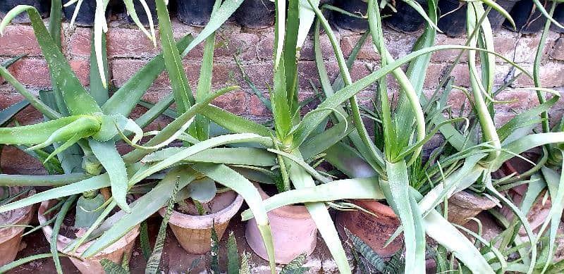 aloe vera plants for sale 1