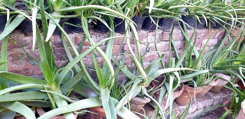 aloe vera plants for sale 2