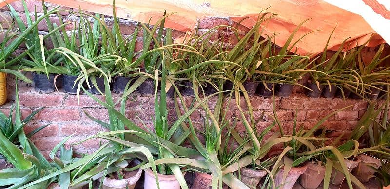 aloe vera plants for sale 3