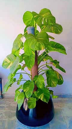 Fiber Glass Planter. With Many Plant.