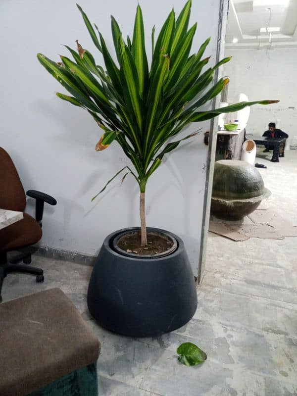 Fiber Glass Planter. With Many Plant. 3