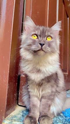 TRIPLE COATED PERSIAN KITTEN SMOKEY GREY