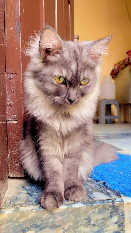 TRIPLE COATED PERSIAN KITTEN SMOKEY GREY 2