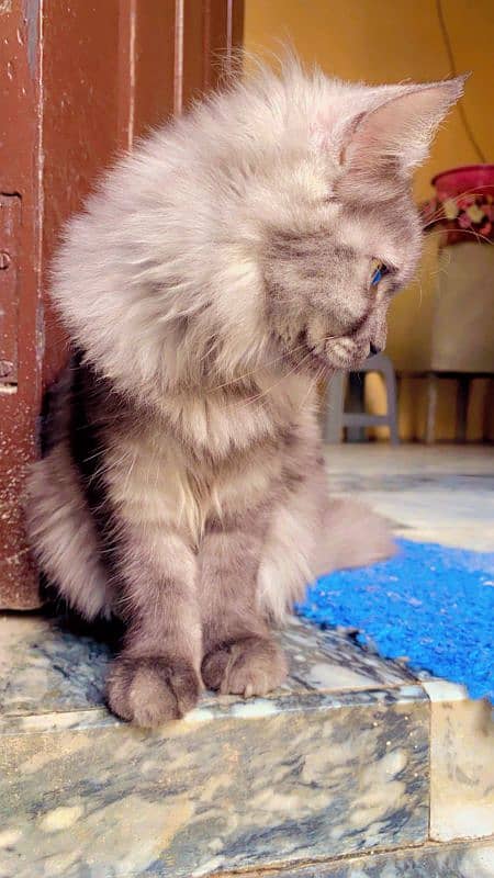 TRIPLE COATED PERSIAN KITTEN SMOKEY GREY 3