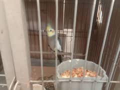 cockatiel ( charcoal ) high quality breeder