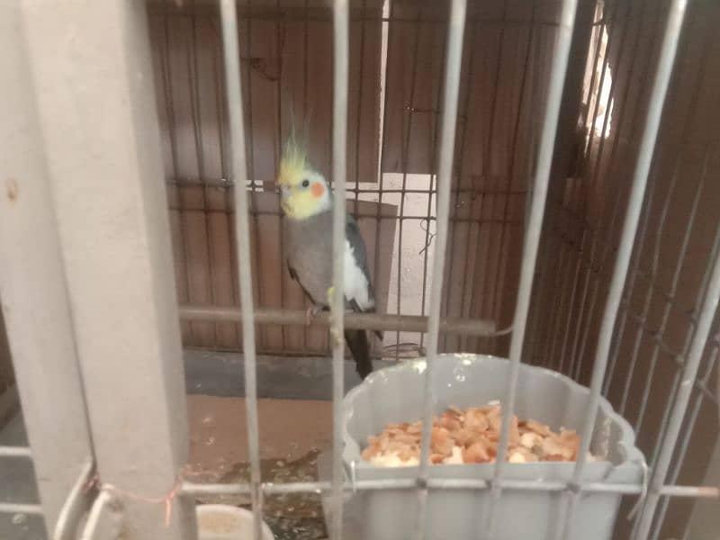 cockatiel ( charcoal ) high quality breeder 0