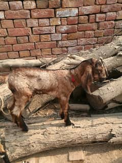 bakri with female baby